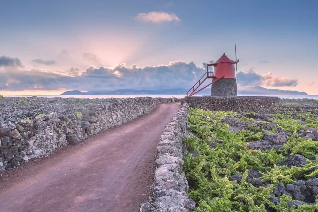 Azores Wine Tours: Exploring Pico's UNESCO Vineyards